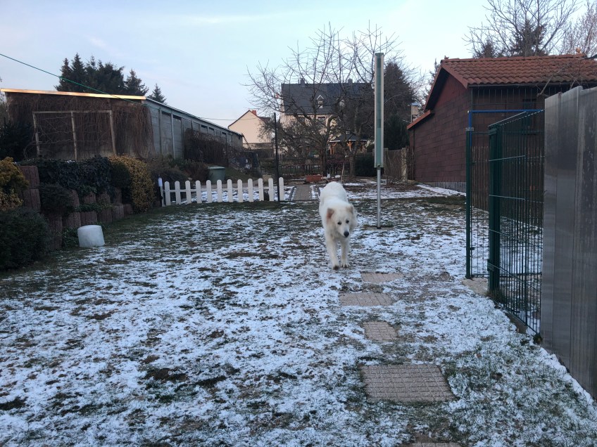 Jetzt geht's zur Hundeschule!