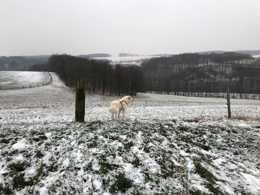 Spaziergang auf der großen Feldwiese