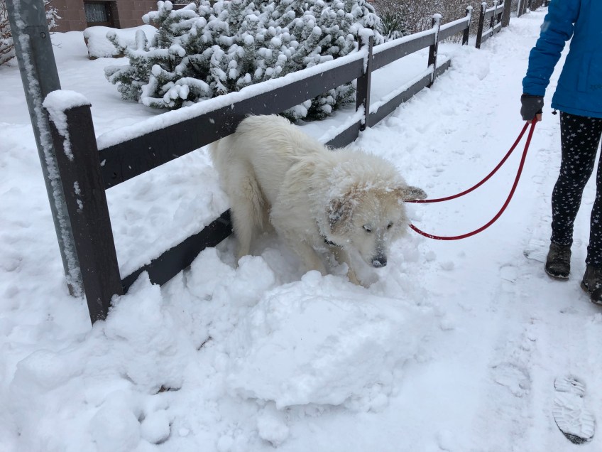 Die Bella "schaufelt" Schnee