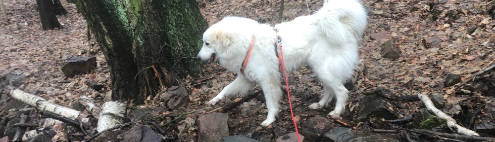 Die Bella am Wasserfall