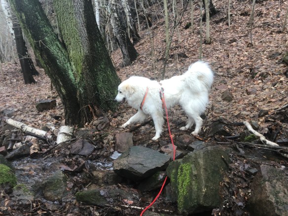 Die Bella am Wasserfall