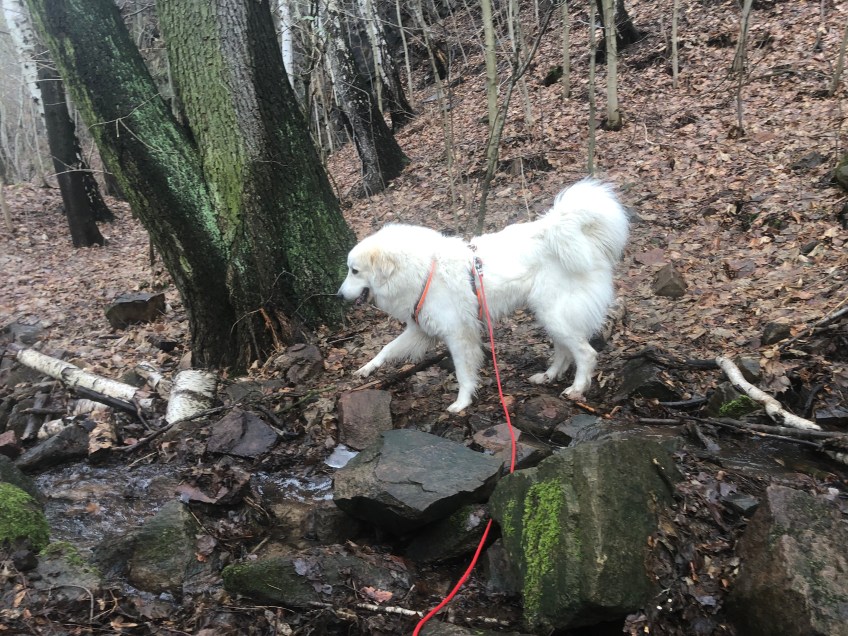 Die Bella am Wasserfall