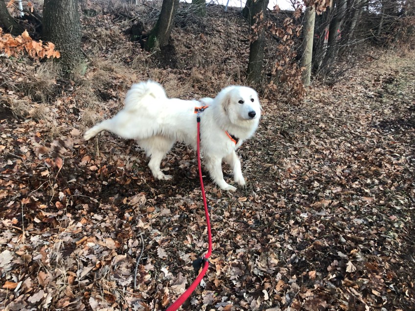 Abendspaziergang. Laubkratzen!