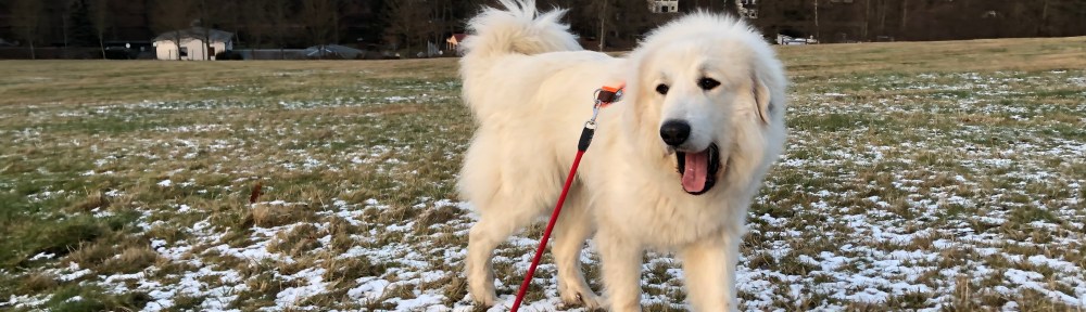 Spaziergang mit meinem großen Mensch