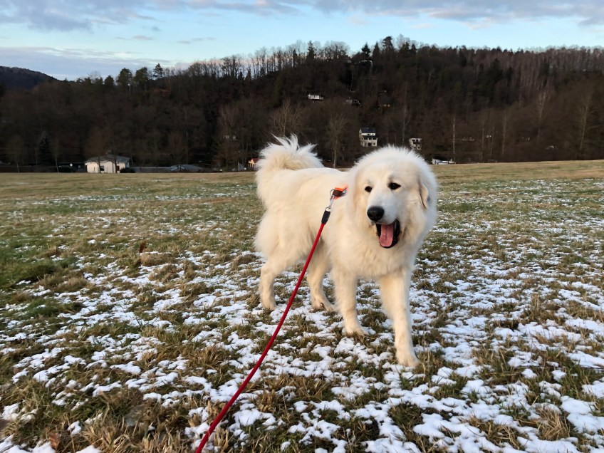 Spaziergang mit meinem großen Mensch