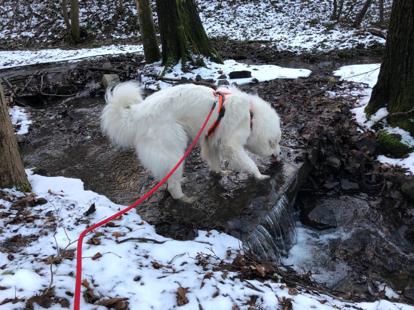 Im kleinen Bächlein Wasser trinken