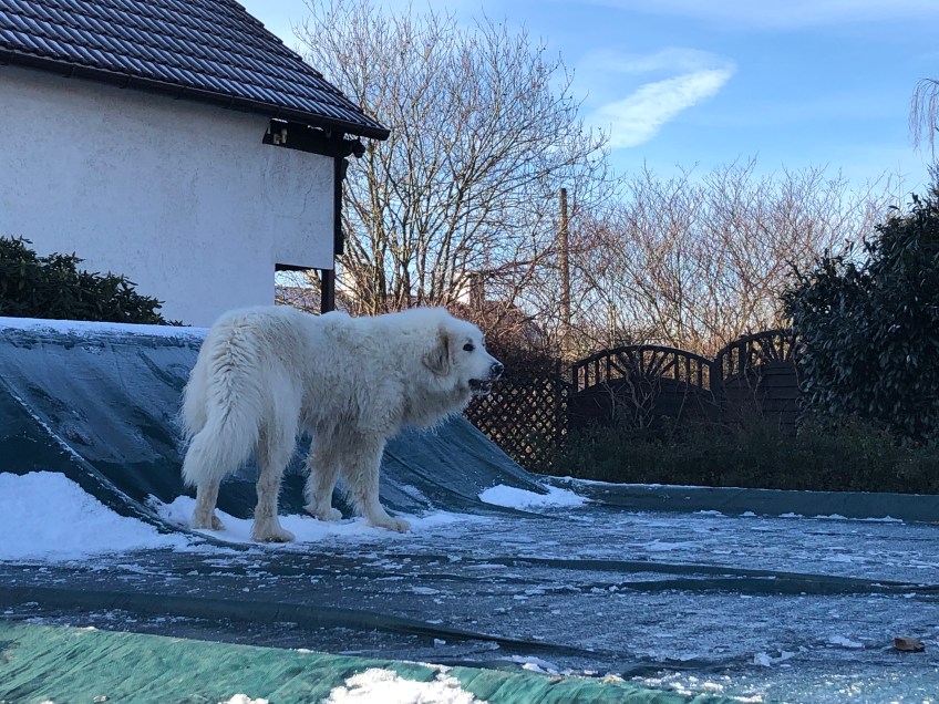 Die Bella auf ihrem Pool mit dem harten Wasser