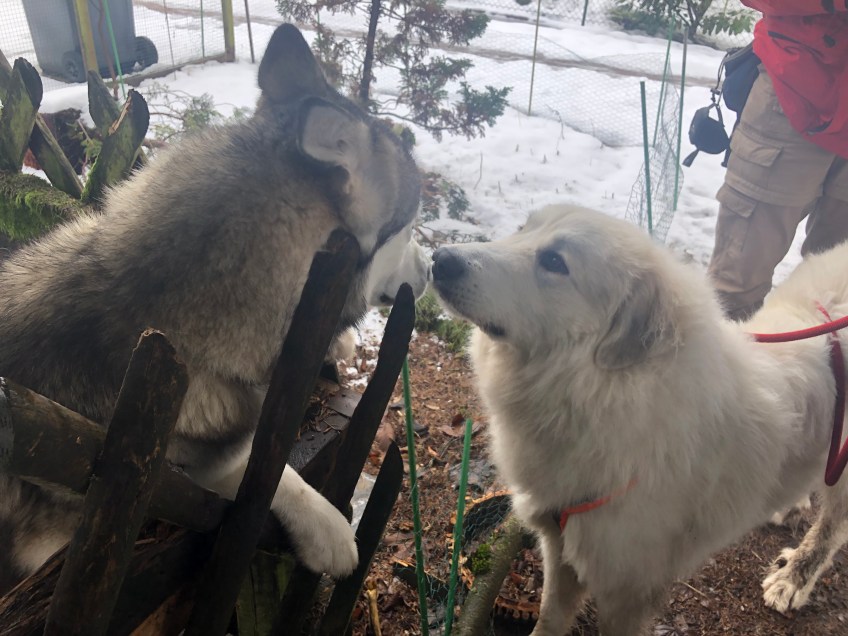 Die Bella und der Husky