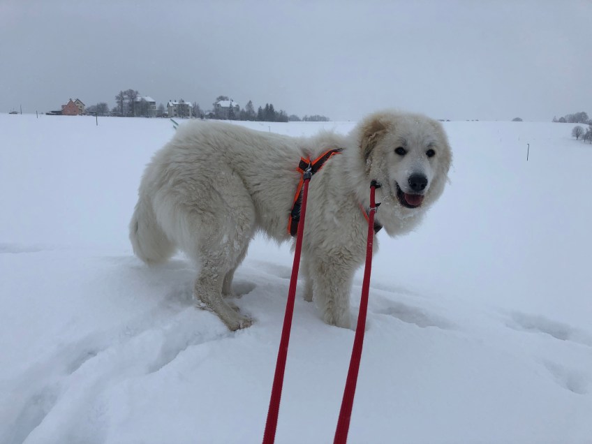 So, jetzt Schneewälzen, Achtung!