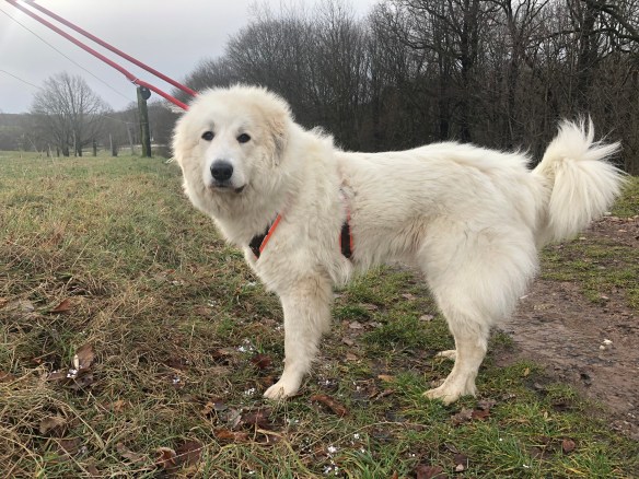 Die Bella mit Buschischwanz …