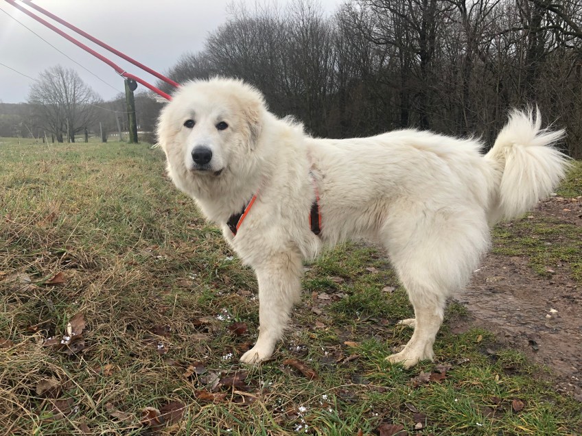 Die Bella mit Buschischwanz …