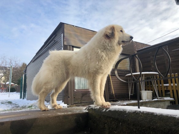 Bella die Herdenschützerin wacht!