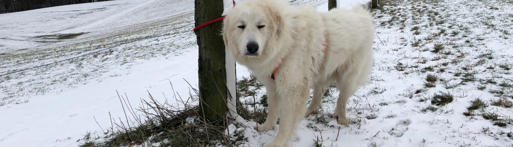 Alles in Ordnung auf meiner großen Feldwiese