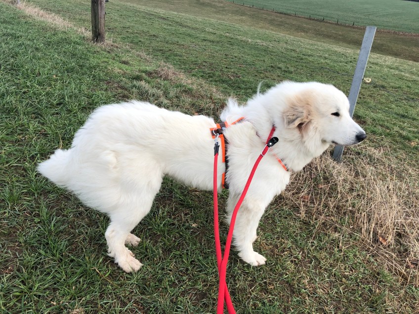 Mit meiner großen Menschin und dem Pustewind auf meiner Feldwiese