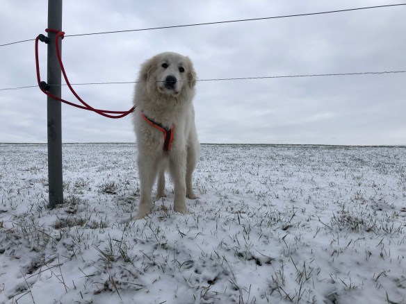 Eine Bella auf ihrer großen Feldwiese
