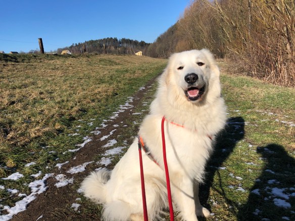Spaziergang an der großen Feldwiese