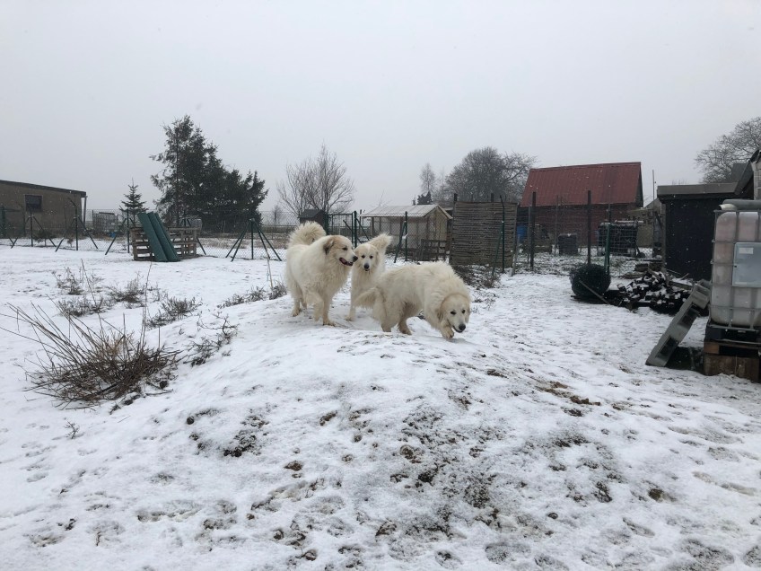 Der riesige Fin, die Mami Ivy und die kleine Bella (v.l.n.r)