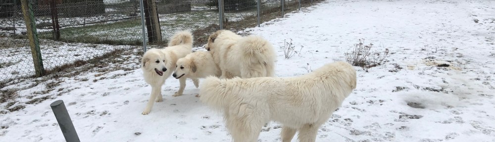 Ein Pyrirudel – Mami Ivy, die Bella, der riesige Fin und Schwester Sissi (v.l.n.r.)