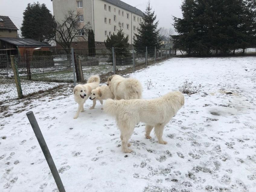 Ein Pyrirudel – Mami Ivy, die Bella, der riesige Fin und Schwester Sissi (v.l.n.r.)