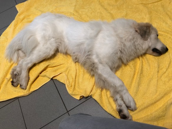 Die Bella ist nicht tot, nur eingeschlummert!