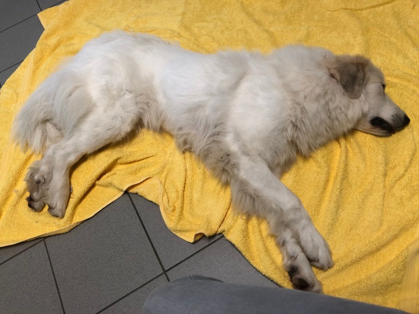 Die Bella ist nicht tot, nur eingeschlummert!