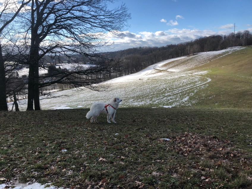 Auf der großen Wiese. Der Pustewind hat mein champagnercremeweißfarbenes Pyrifell schon wieder getrocknet