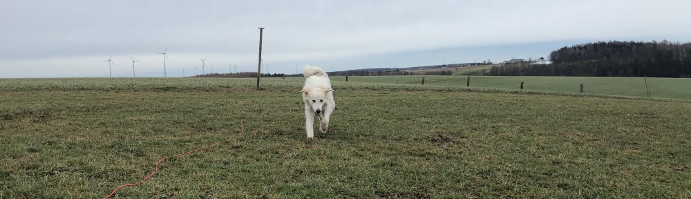 Hahahaaa 🐶😂🐶, die Bella ist ein Flugzeug! Meine Ohren sind die Tragflächen!