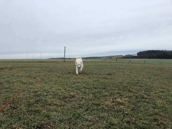 Hahahaaa 🐶😂🐶, die Bella ist ein Flugzeug! Meine Ohren sind die Tragflächen!