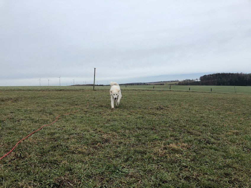Hahahaaa 🐶😂🐶, die Bella ist ein Flugzeug! Meine Ohren sind die Tragflächen!