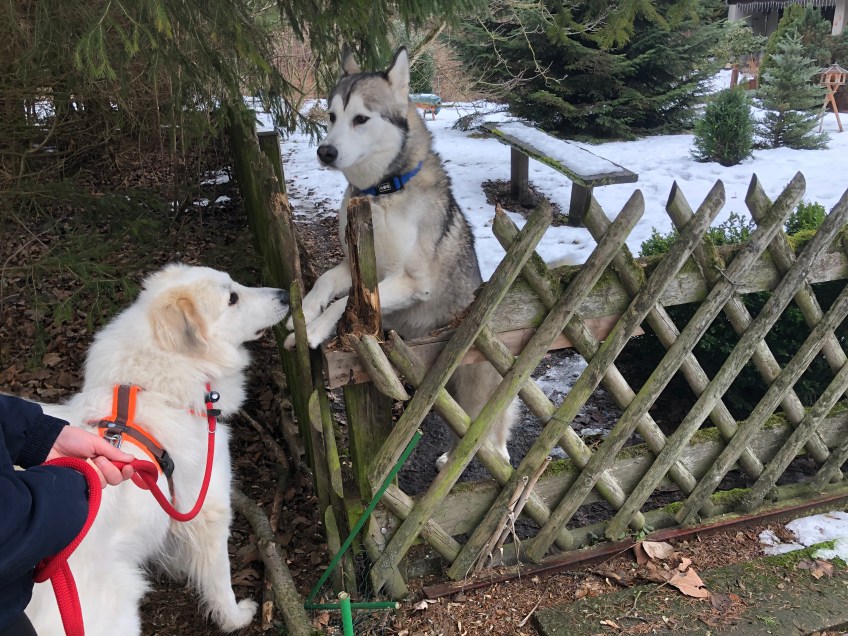 Wir besuchen Spike, den Husky