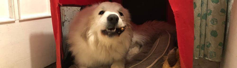 Die Bella sagt schon mal Gute Nacht!