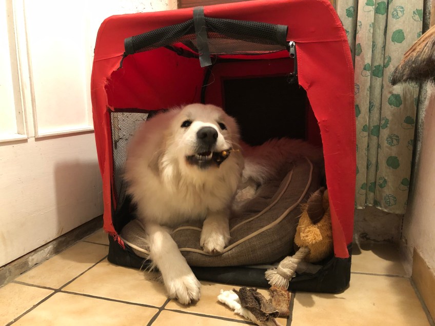 Die Bella sagt schon mal Gute Nacht!