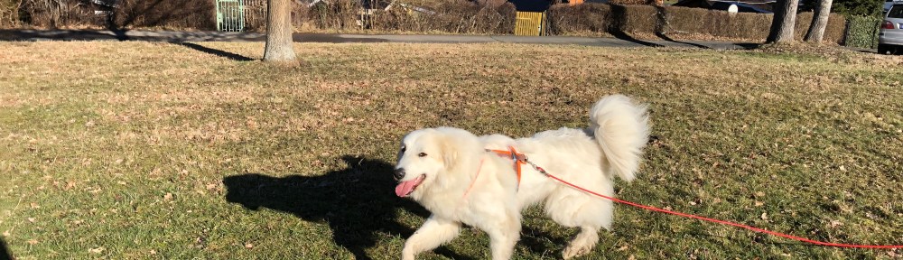 Die Bella strolcht über die große Wiese