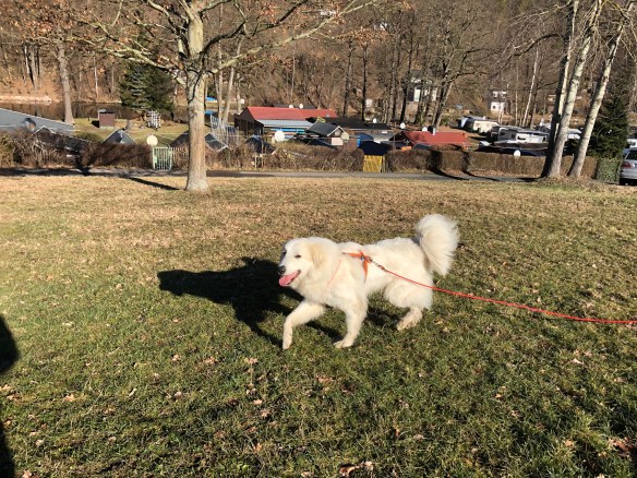 Die Bella strolcht über die große Wiese