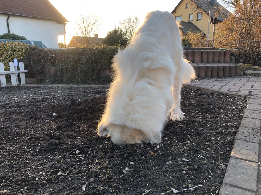 Gartenarbeit! Die Bella buddelt ein tiefes Loch!