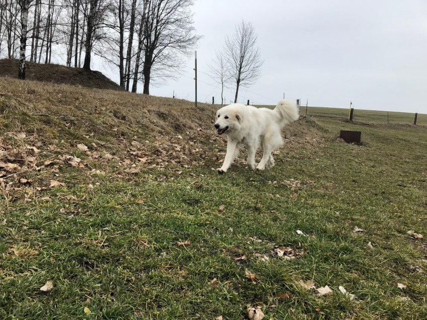 Auf meiner großen Feldwiese bin ich glücklich!