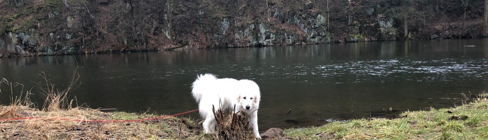 Die Bella auf der Wiese am großen Fluß mit dem komischen Namen