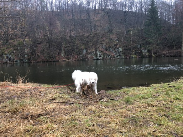 Die Bella auf der Wiese am großen Fluß mit dem komischen Namen