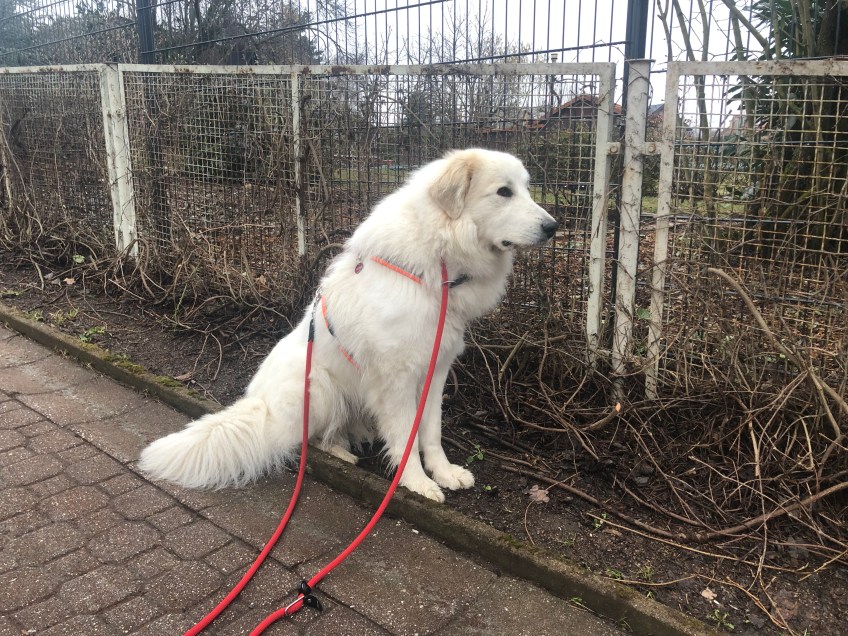 Die Bella wohnt auf der anderen Seite vom Zaun