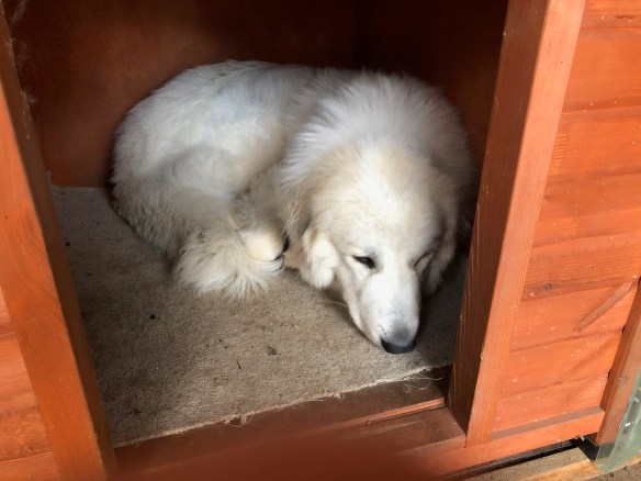 Pyriprinzessinnenschönheitsschlaf