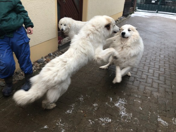 Die Bella begrüßt ihren riesigen Fin