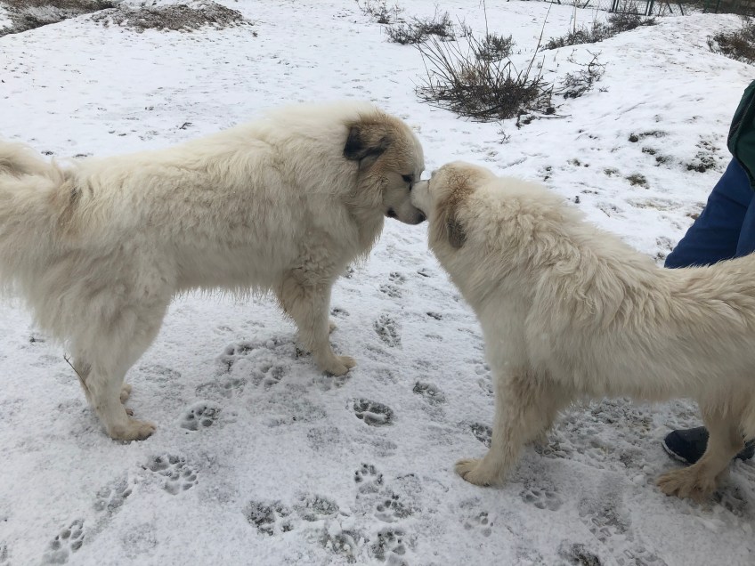 Die Bella schmust mit ihrem riesigen Fin