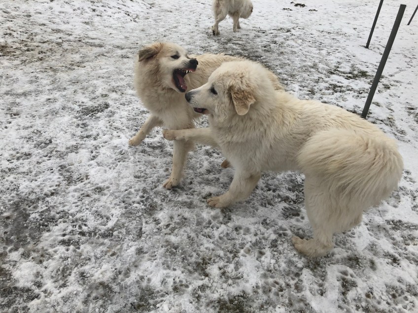 Die Schwestern spielen