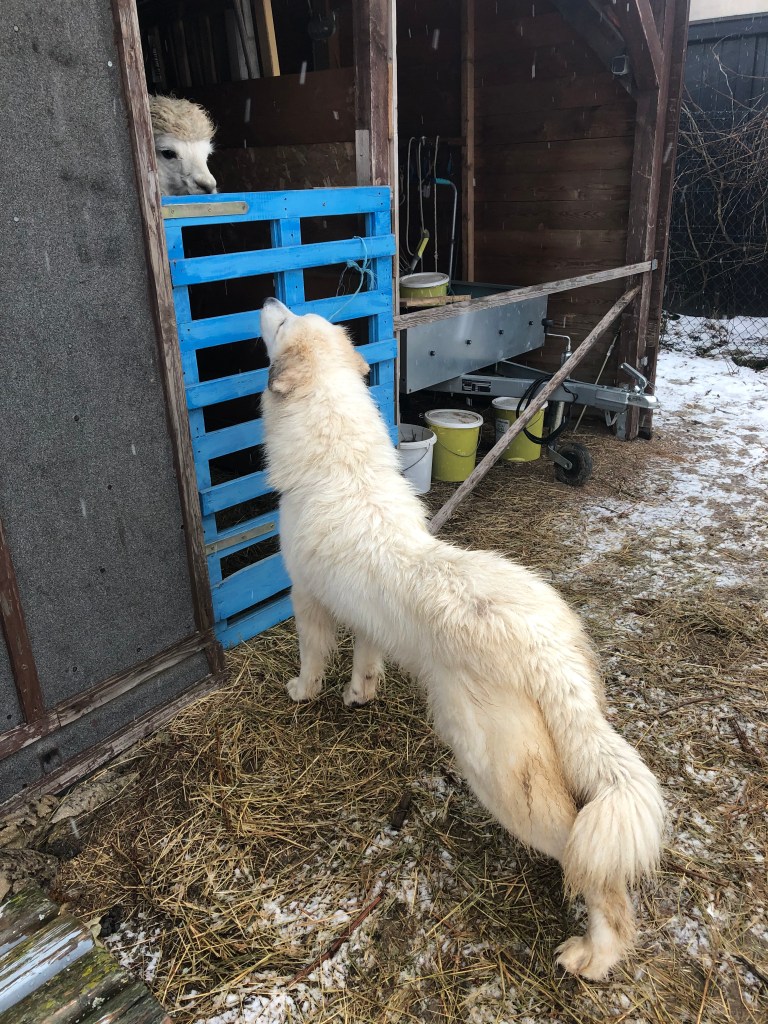 Ooooo, was ist das denn? Die bella beim Alpaka