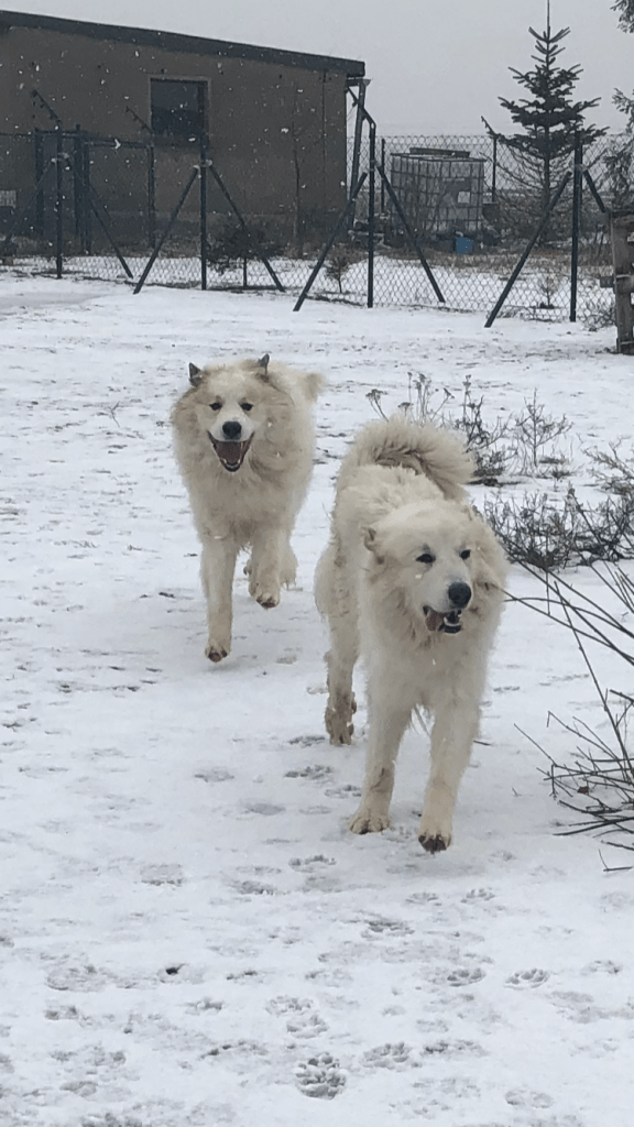 Die Bella und ihr Fin