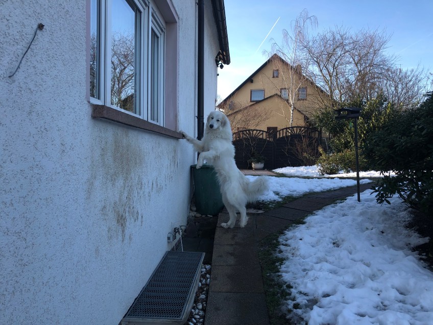 Guckt mal, wie cool ich auf einem Bein stehen kann!
