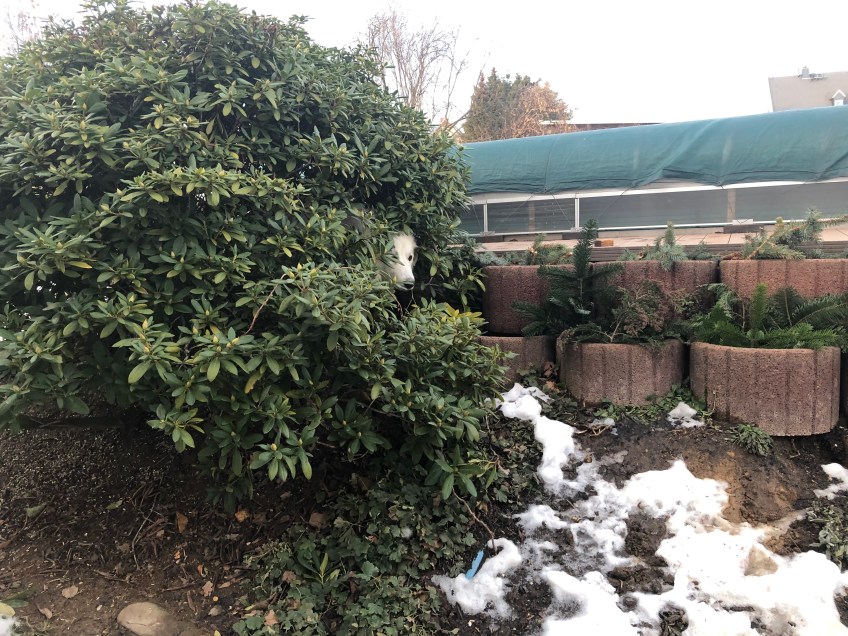 Ich spiele mit meiner großen Menschenschwester im Garten. Niemand kann mich finden!