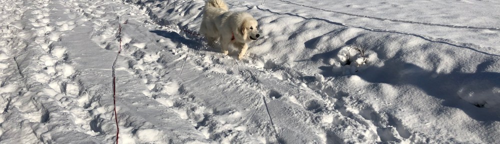 Spaziergang an meiner großen Feldwiese