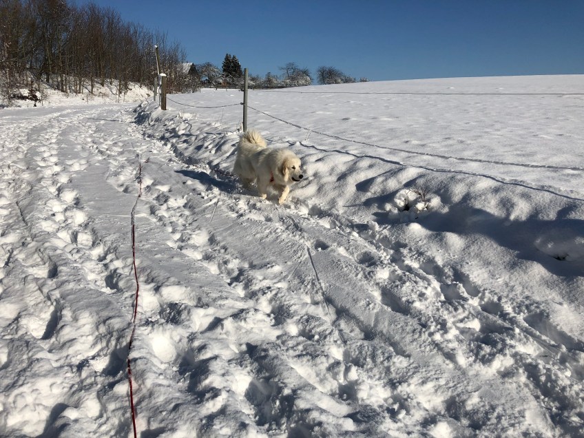 Spaziergang an meiner großen Feldwiese