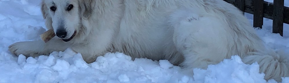 Die Bella mit ihrem Nageknochen in ihrem Garten
